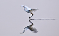 01 Great White Egret (Ardea alba)